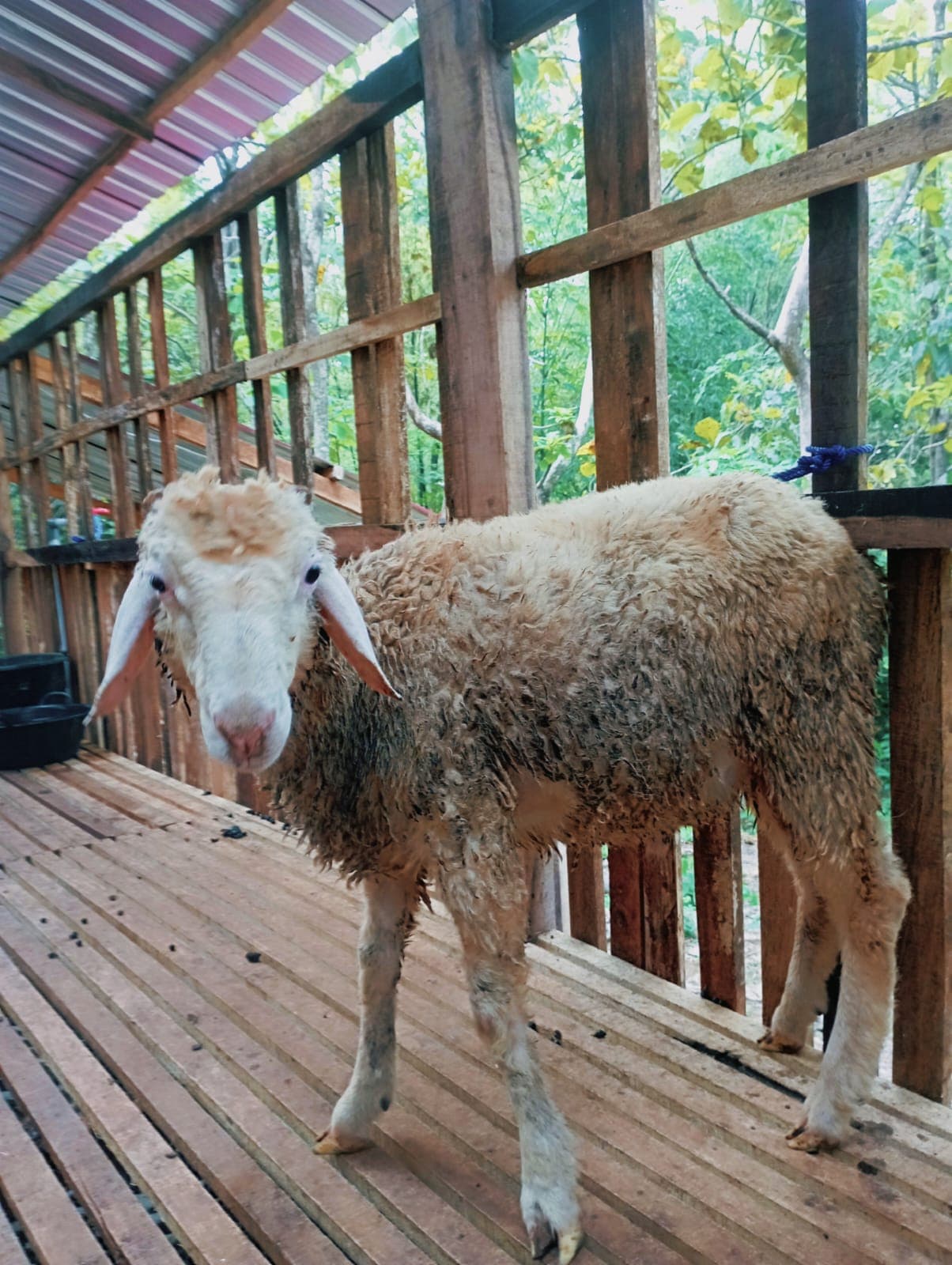 Aqiqah Kambing
